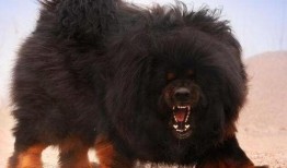 网友爆料藏獒视频大全,网友爆料视频大全，领略神秘犬种魅力