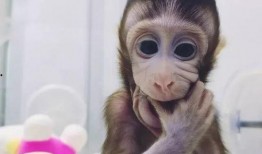 猴子爆料最新视频大全,最新视频大全揭秘幕后真相